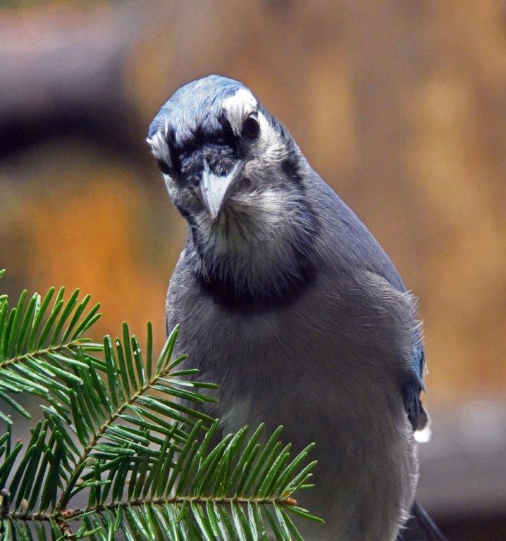 Blue Jay