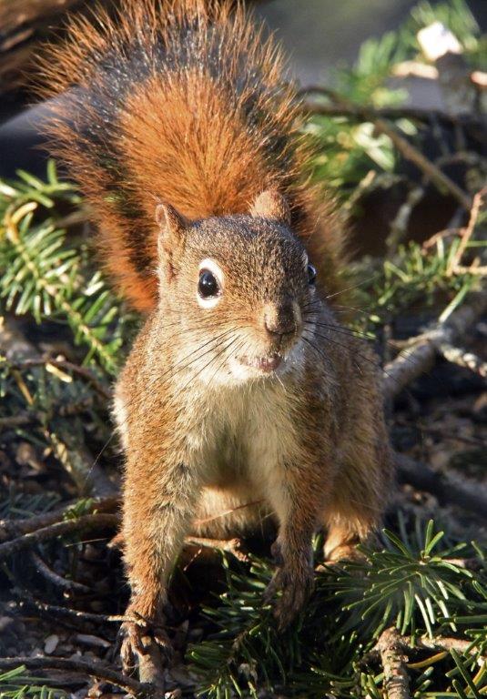 Red squirrel