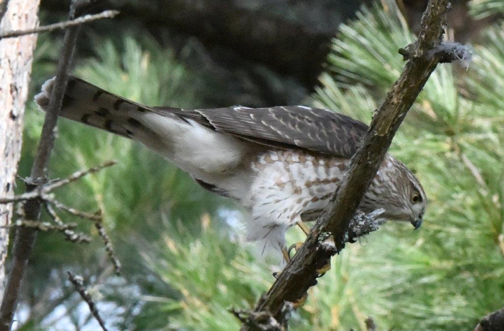 Sharp-shinned hawk