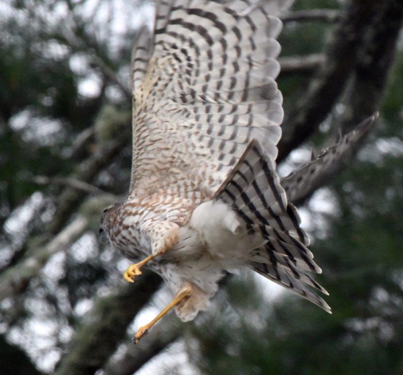 Sharp-shinned hawk