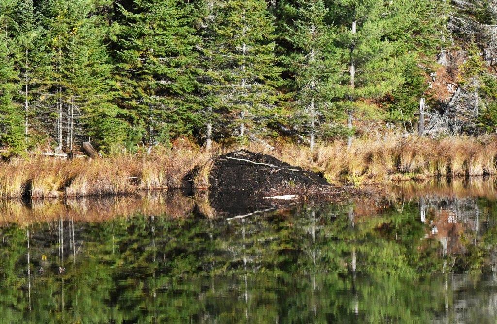 Beaver lodge woods lake built in 1977