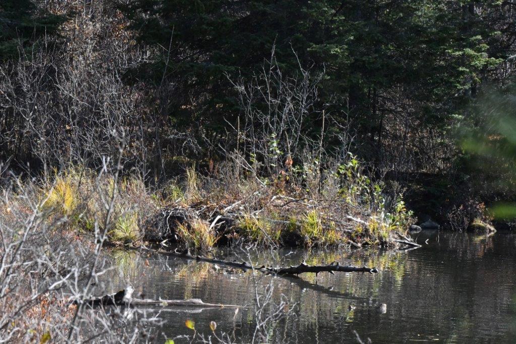 Beaver lodge on Eagles Nest Lake One