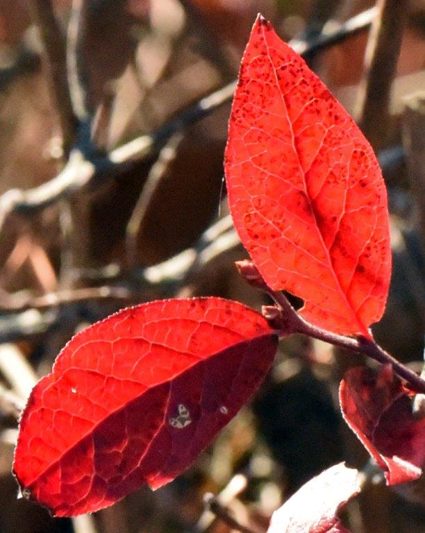 Blueberry leaves backlit