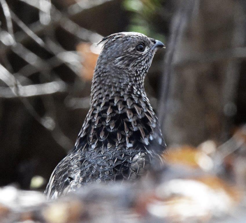 Ruffed grouse