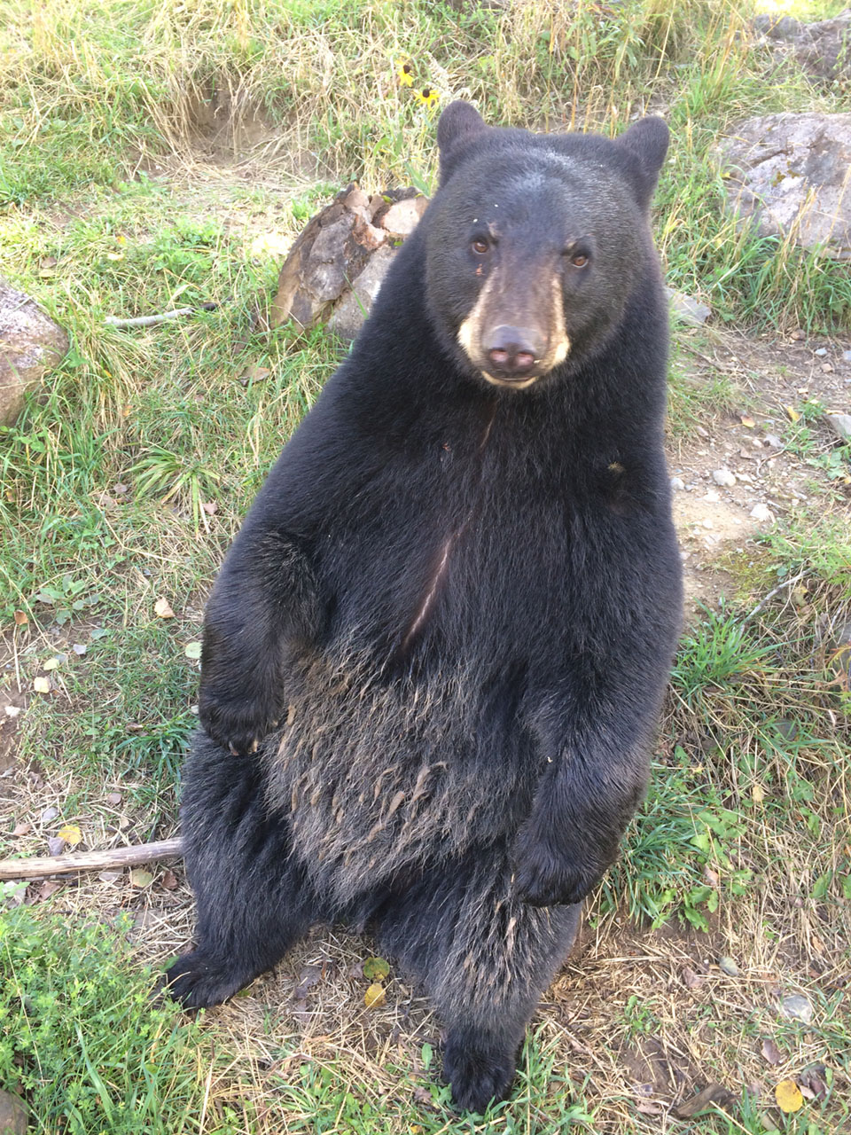Tasha with a dirty belly