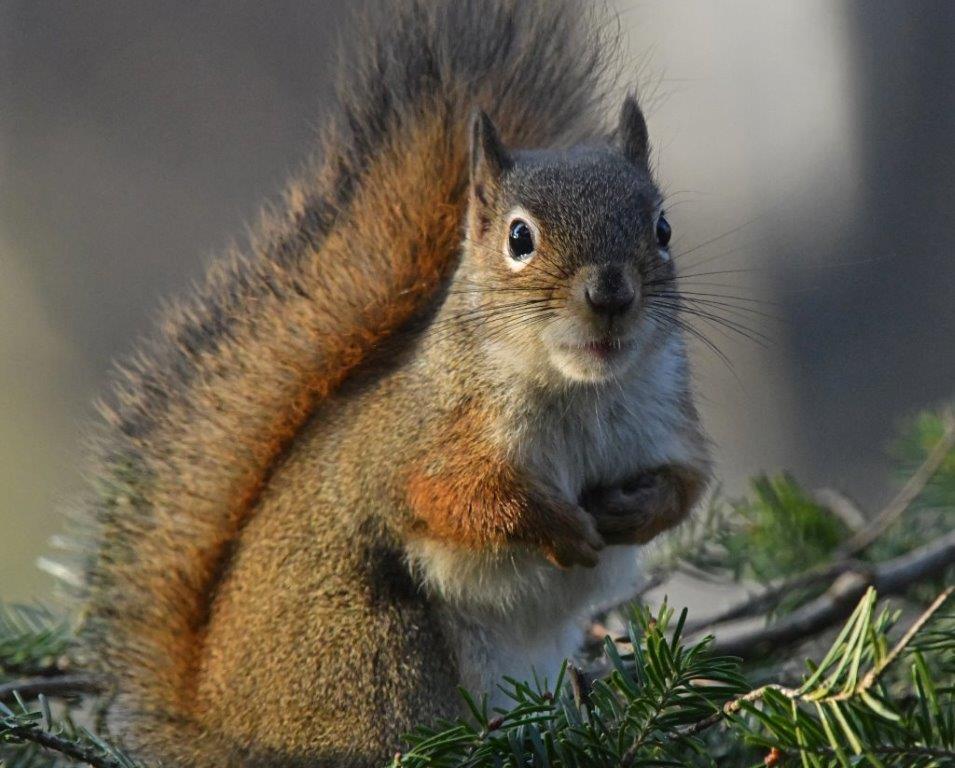 Red squirrel