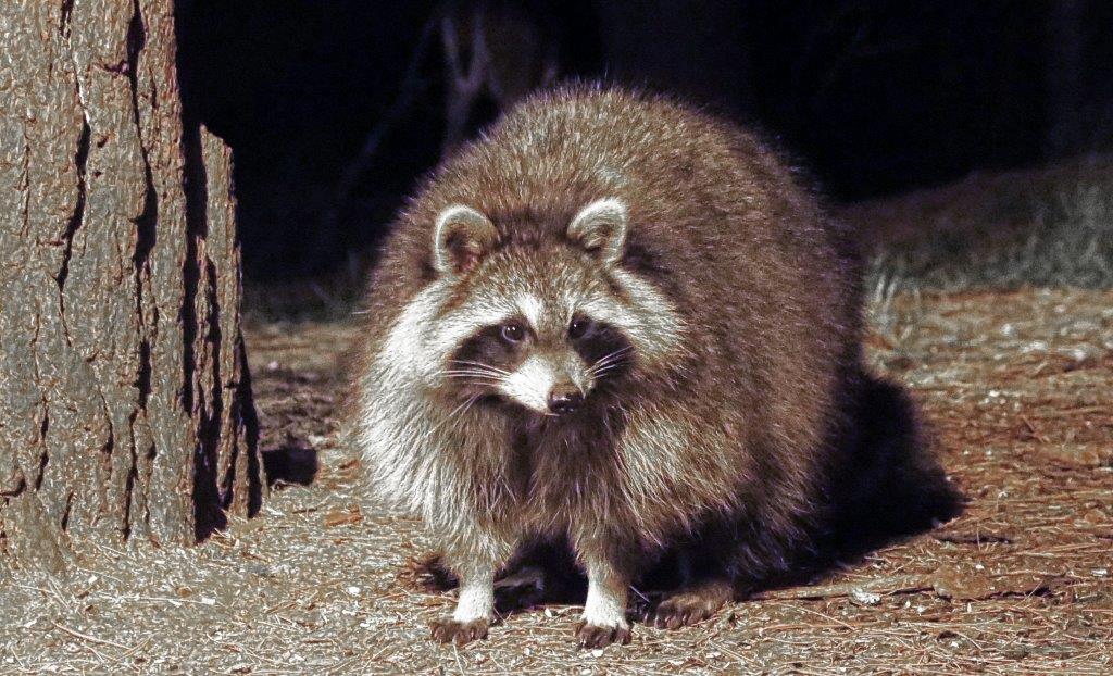Raccoon 