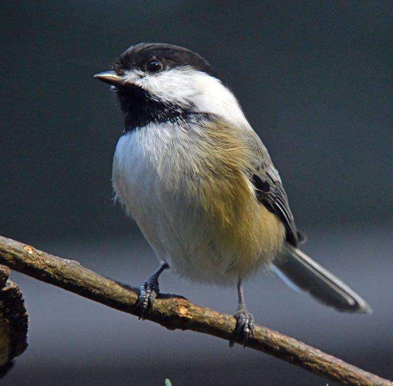 Chickadee