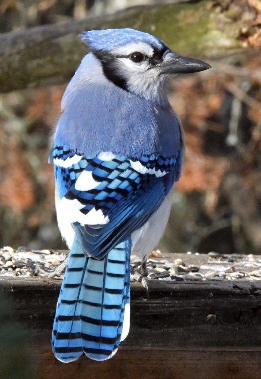 Blue jay