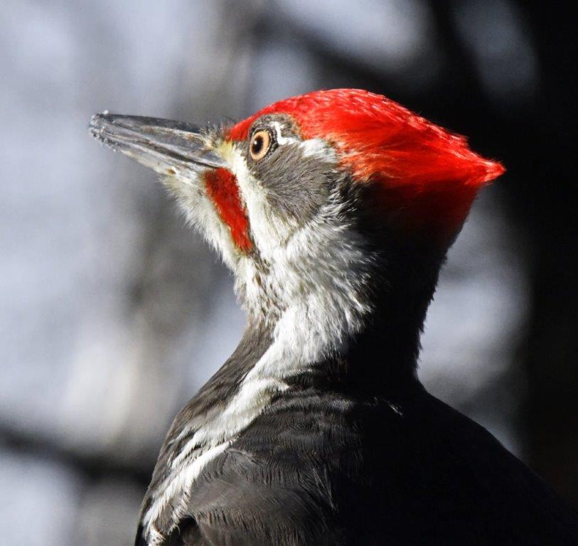 20191106 Pileated male