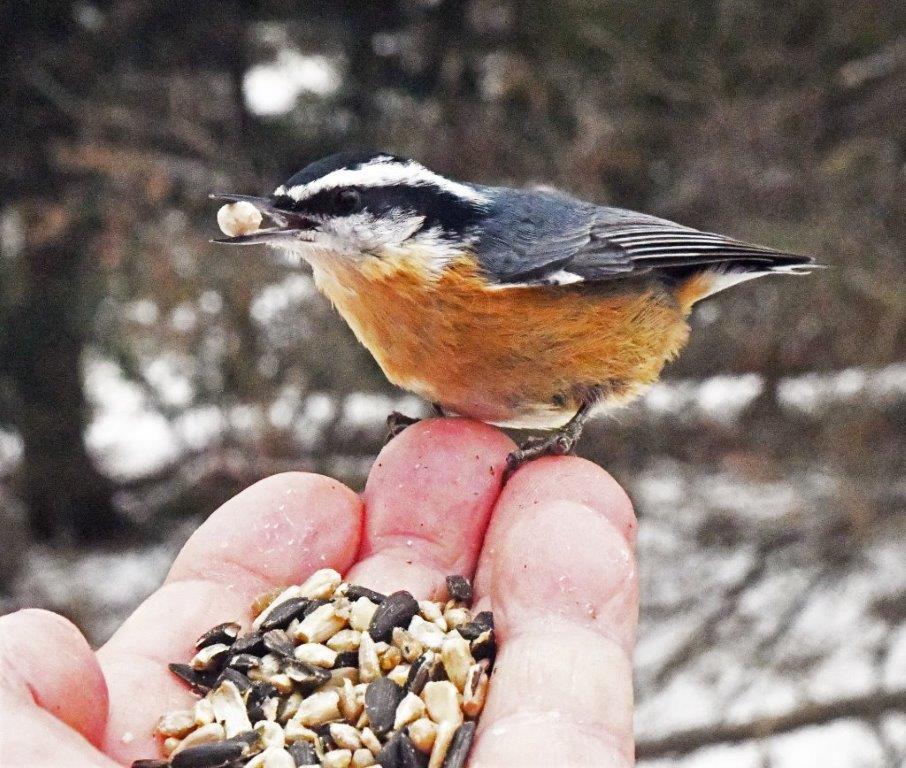 Red breasted nuthatch