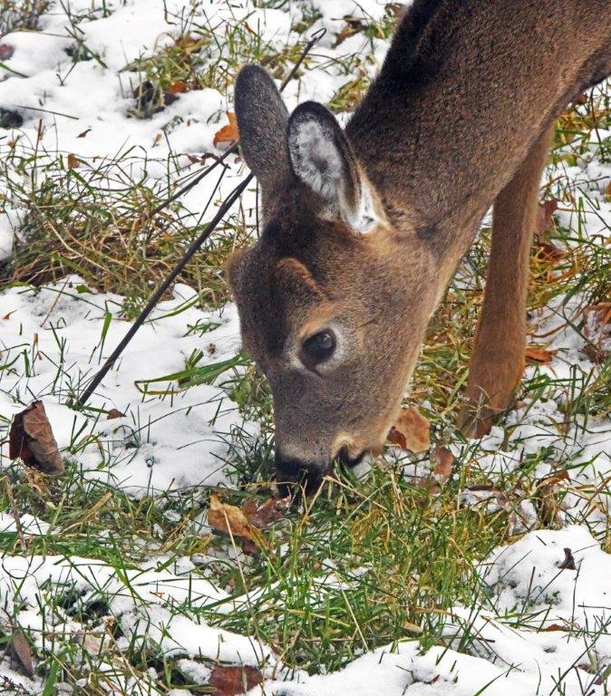 Deer fawn eating grass