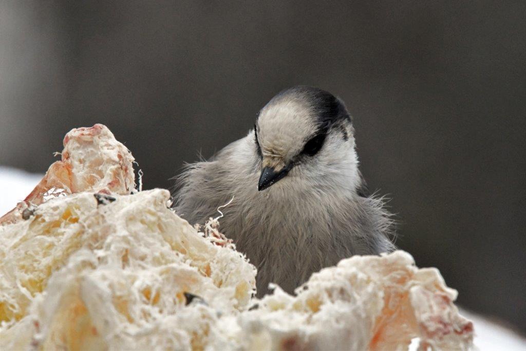 Gray Jay at Suet