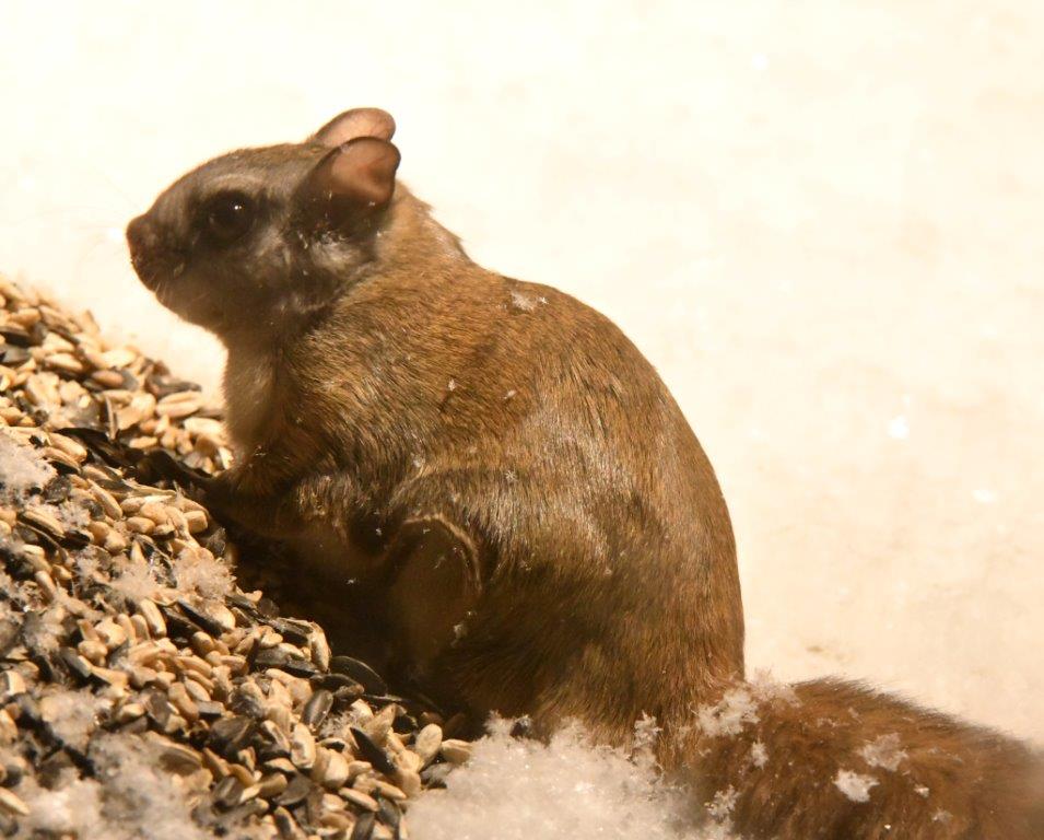 Flying Squirrel