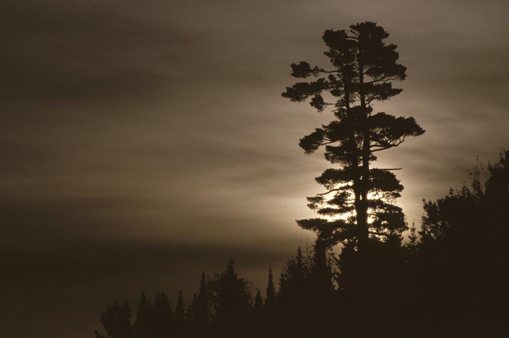 White Pine at sunrise