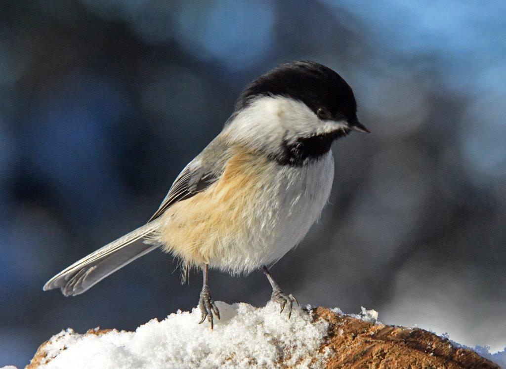 Chickadee