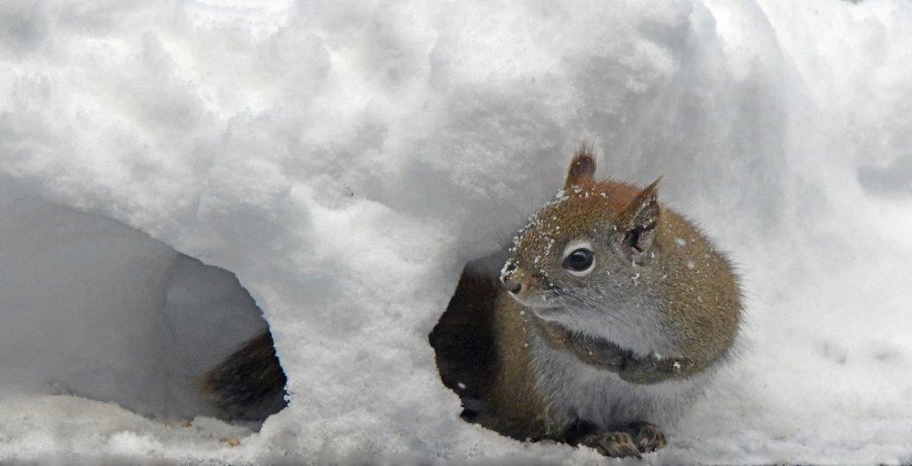 Red squirrel tunnel