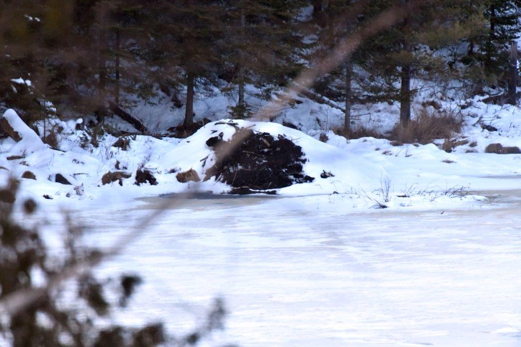 Beaver Lodge