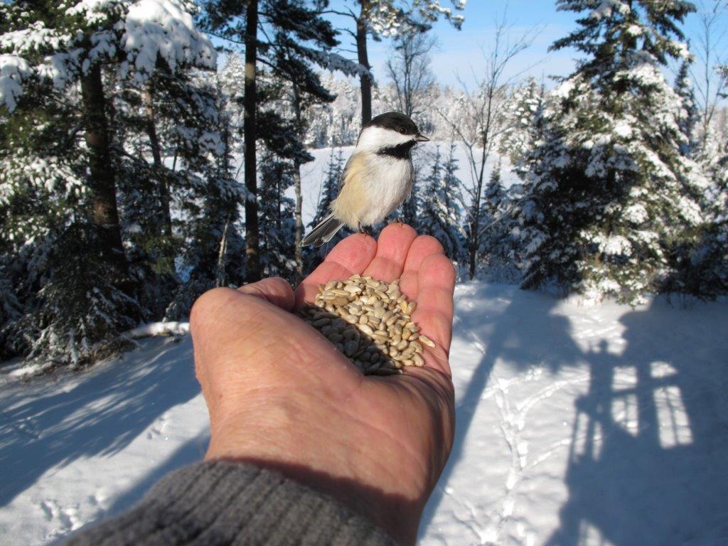 Chickadee on Lynns Hand 12-3-10