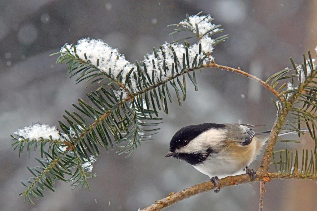 Chickadee