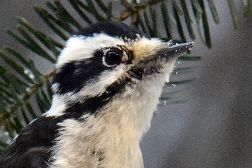 Downy woodpecker