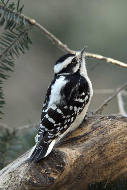Downy woodpecker