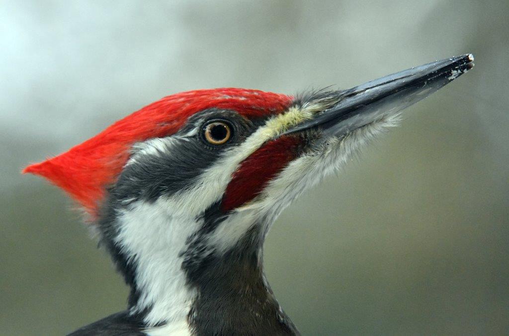 Pileated Male