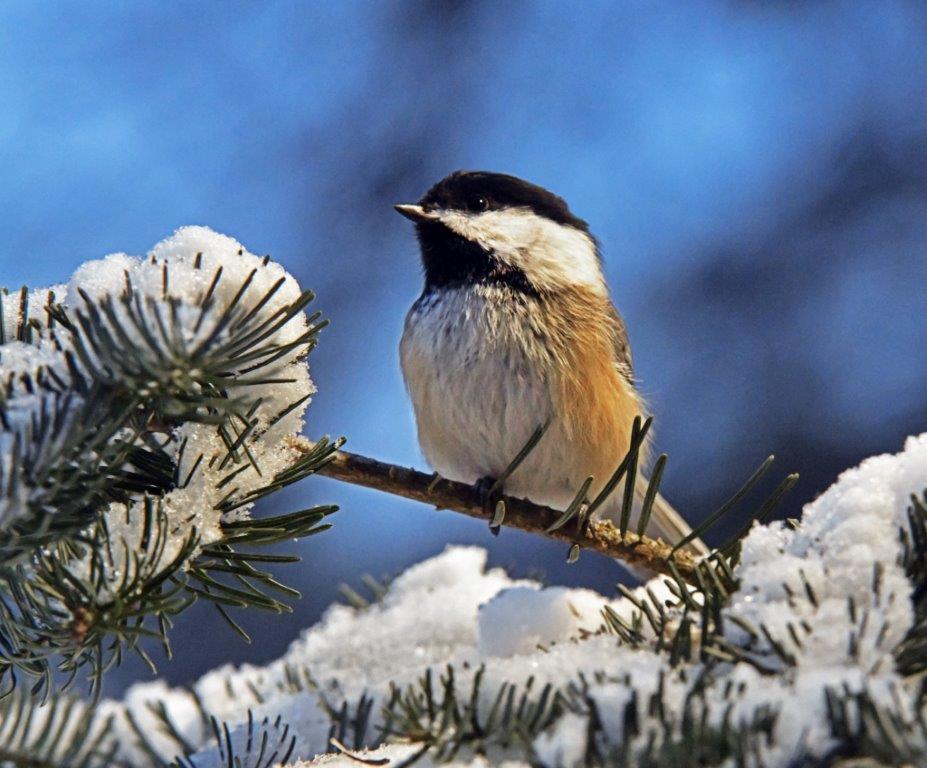 Chickadee