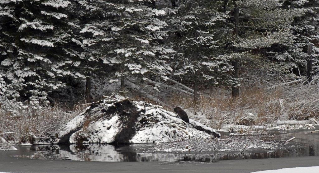 Beaver lodge on 11-4-19