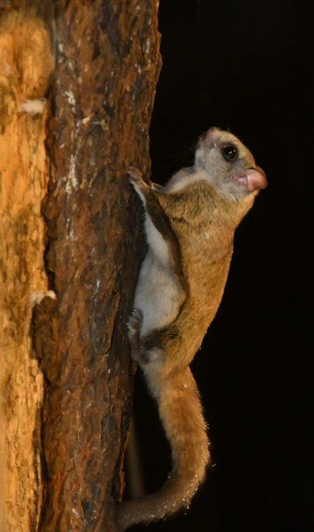 20191214 Flying squirrel