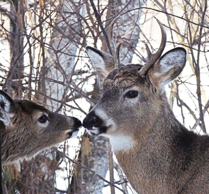 Deer buck and fawn