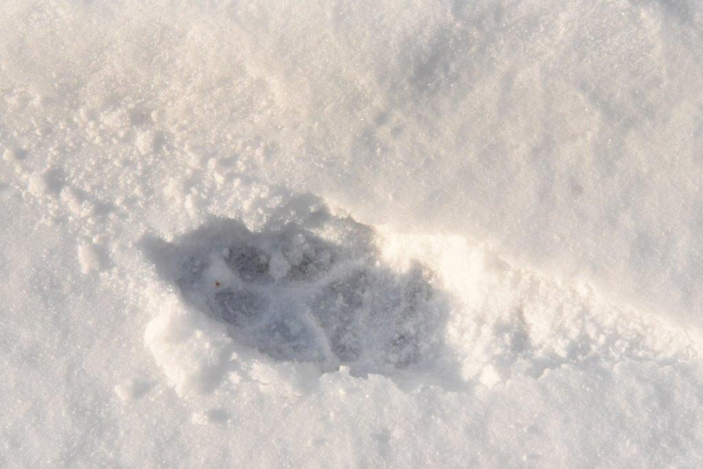 Wolf track