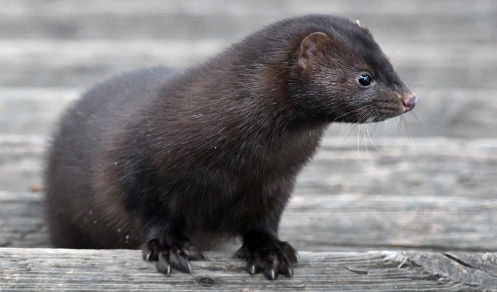 Mink Stripe
