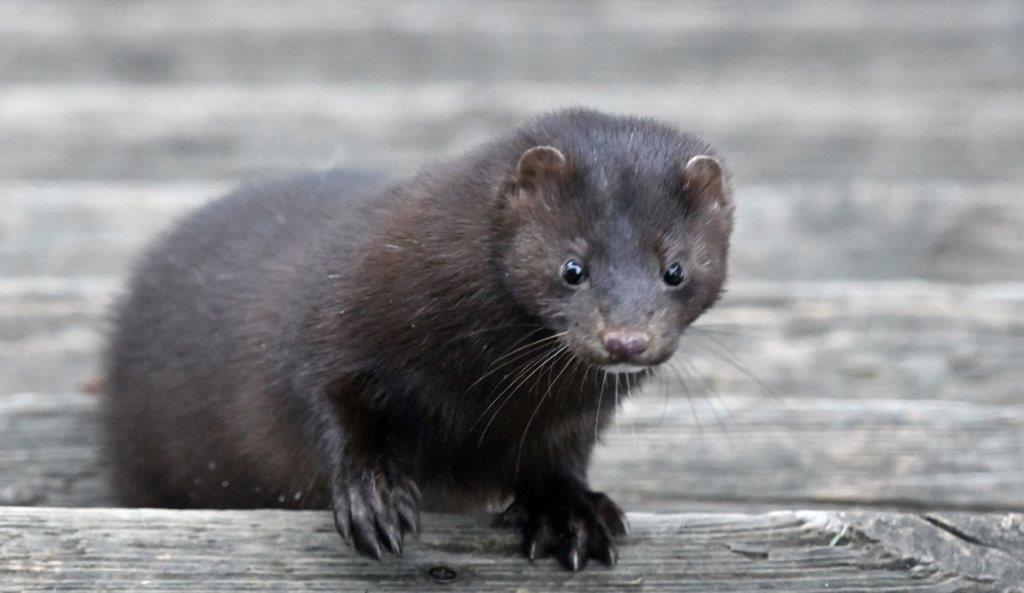Mink Stripe