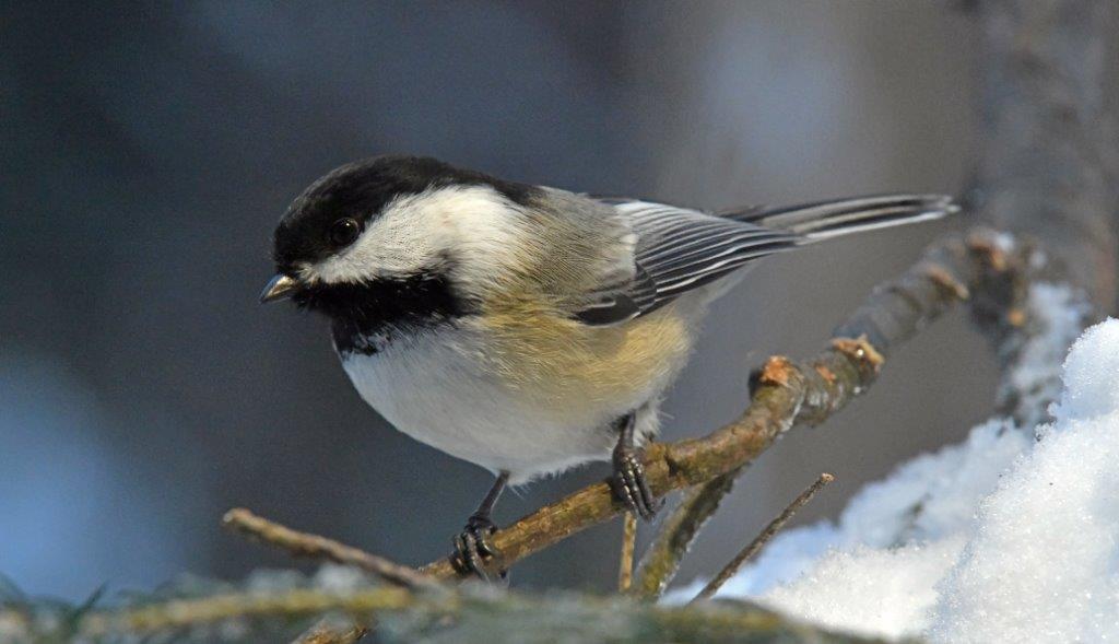 Black capped chickadee