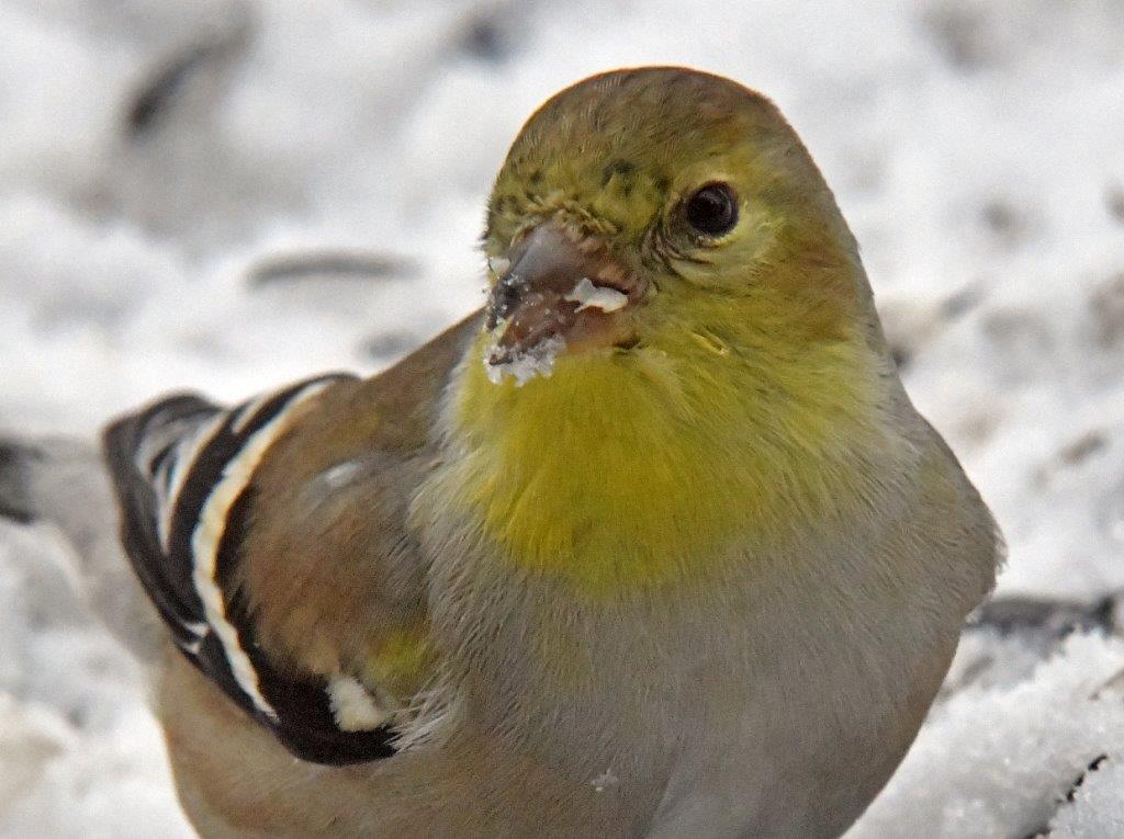 Goldfinch