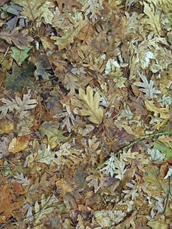 Oak leaves