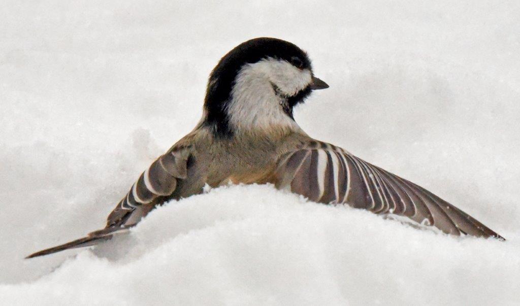 Chickadee Landing