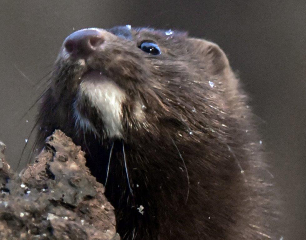 Mink female with striped chin 12-13-2018