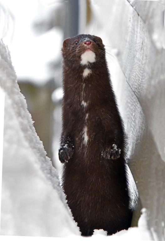 New Mink 1-18-2020