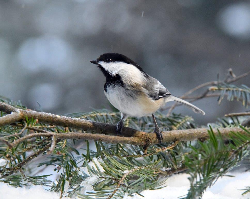 Chickadee