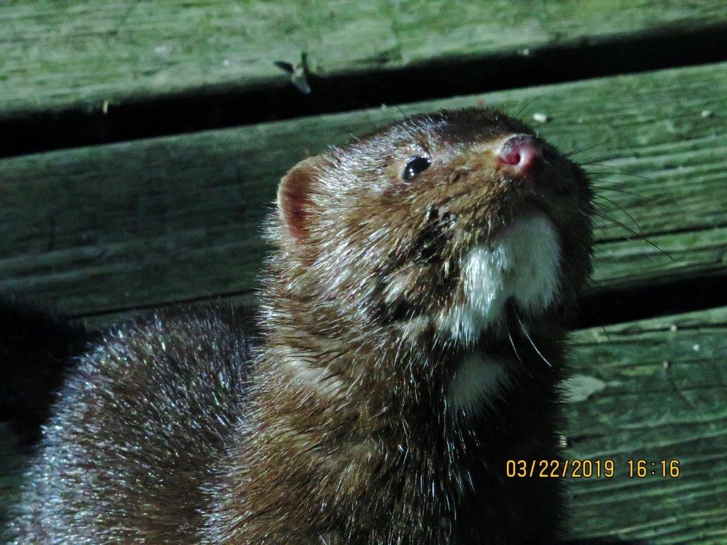 Mink Streak or not?