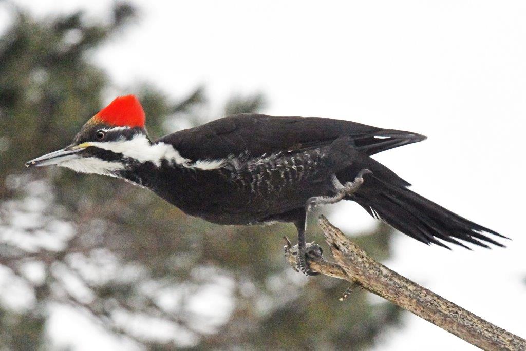 Pileated female