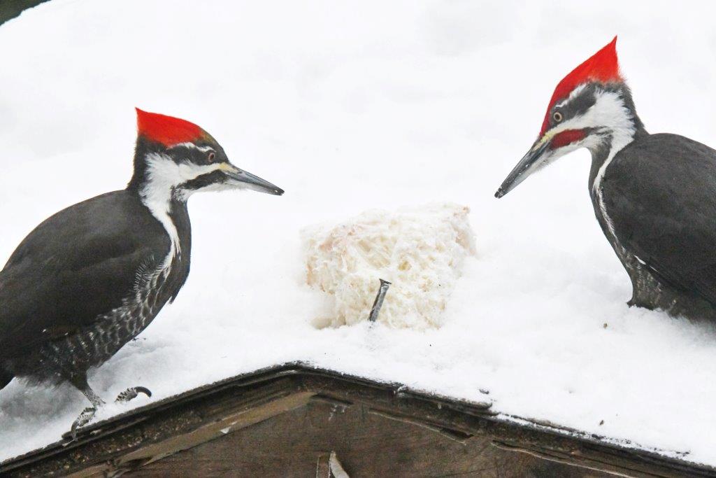 Pileated pair