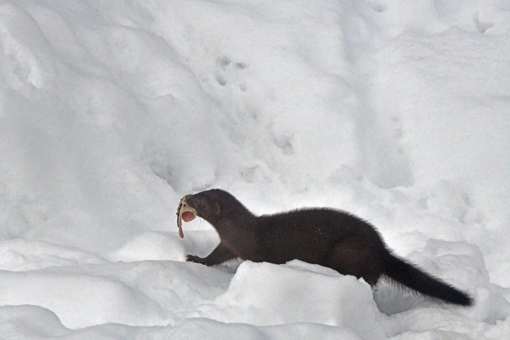 Stripe looking around