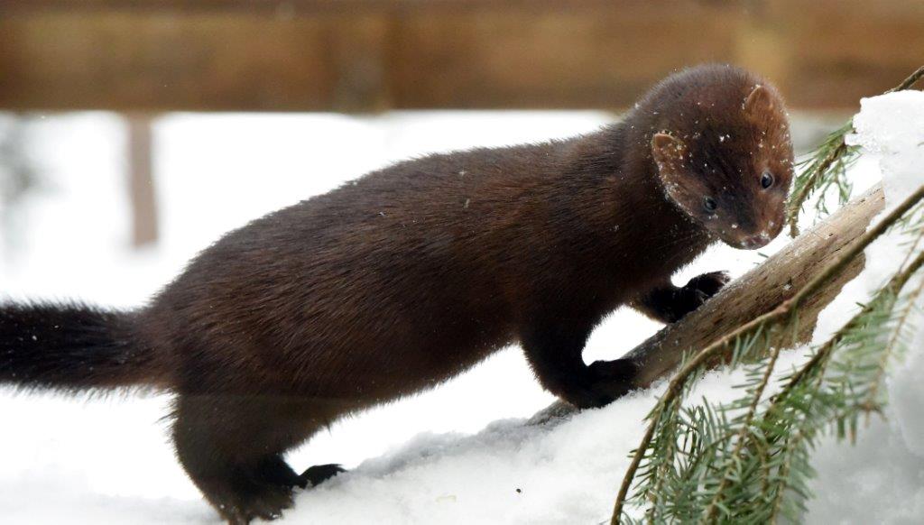 Mink Banjo