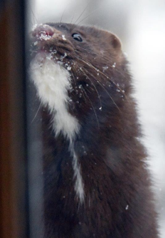 Mink Banjo