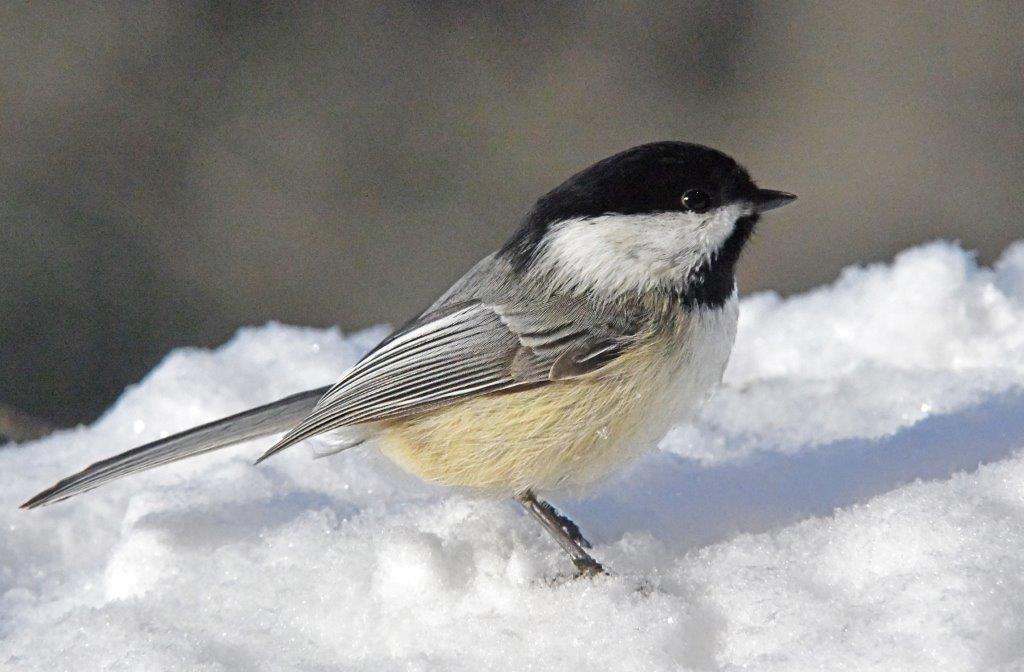 Chickadee