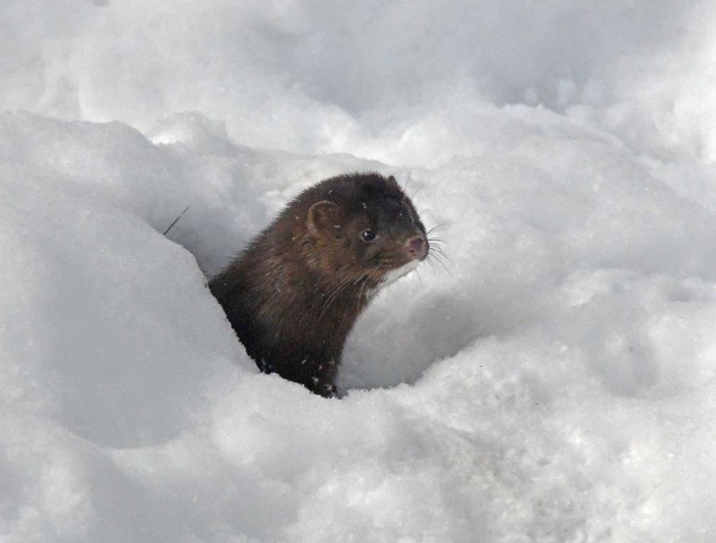Mink Banjo