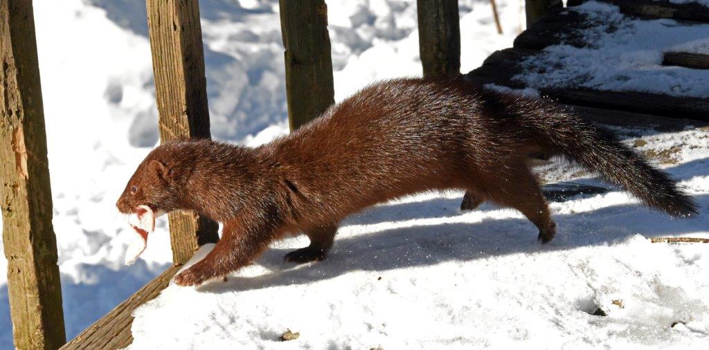 Mink streak